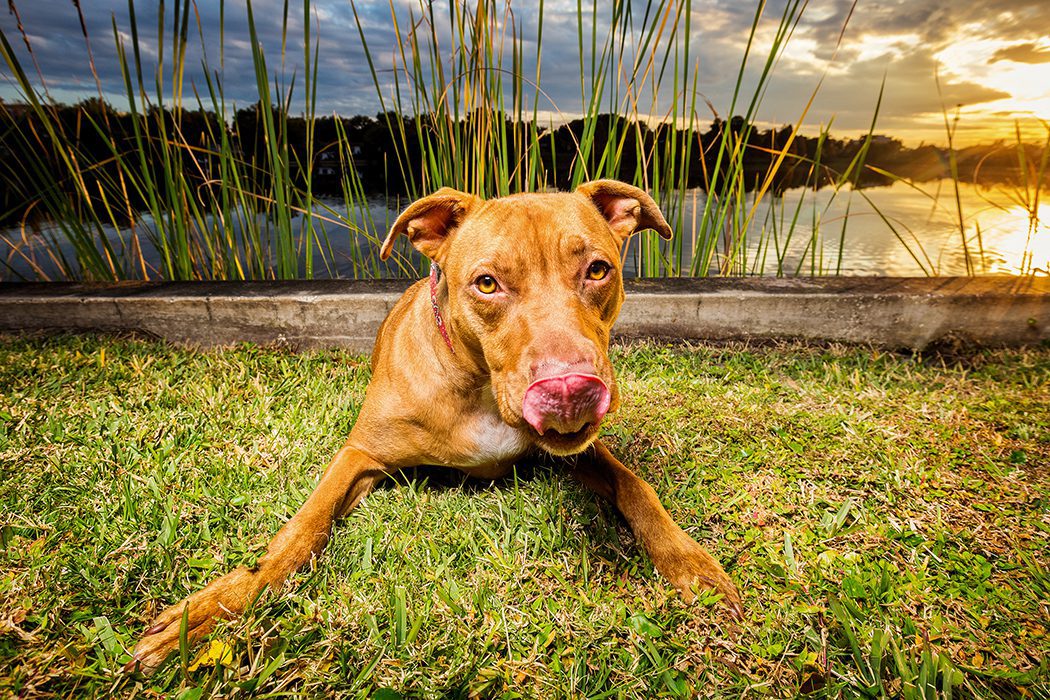 Portland Oregon Pet Photography Dog Puppy Outdoor water Best Pet Photographer lifestyle natural nature art artistic framed canvas album book animal color pit bull